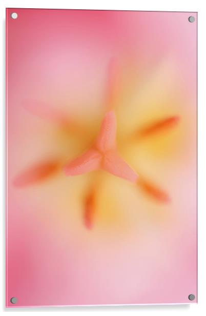 Pink Tulip 2 Acrylic by Emma Leech