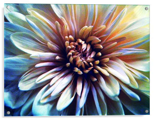 60's Flower Acrylic by Ben Tasker