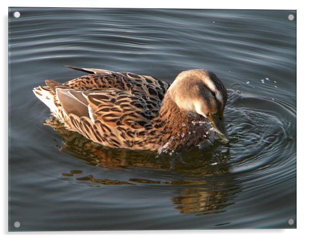 Splashing Duck Acrylic by Ben Tasker