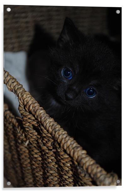 Blue-Eyed Kitten Acrylic by Ben Tasker