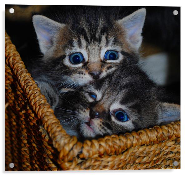 Kittens - Sibling Rivalry Acrylic by Ben Tasker