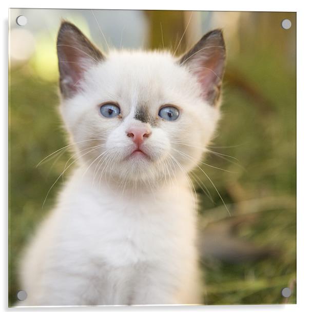 Cute white kitten with black mark on nose Acrylic by Ian Middleton