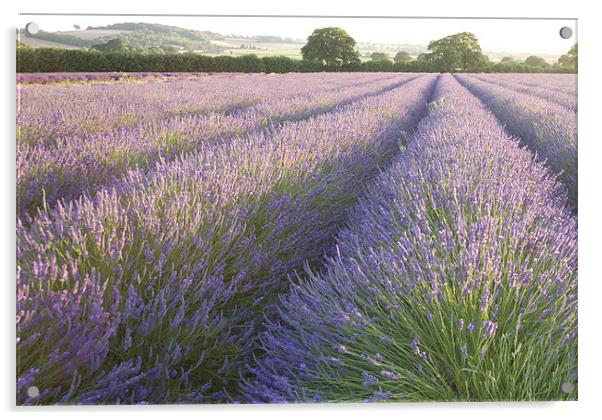 Lavender fields Acrylic by Ian Middleton