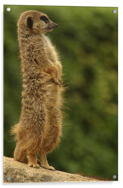 meercat Acrylic by Ian Middleton