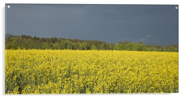 rapeseed field with storm clouds in background, Br Acrylic by Ian Middleton