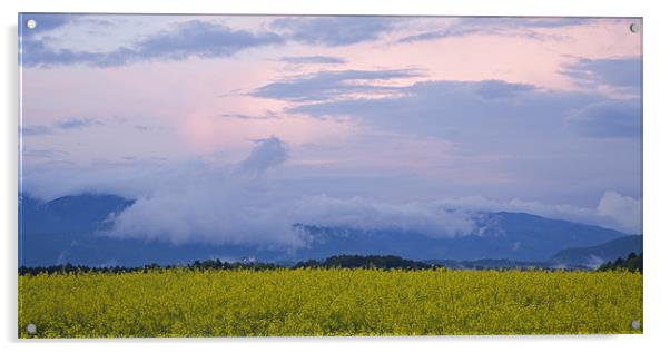 rapeseed field in Brnik with Kamnik Alps Acrylic by Ian Middleton