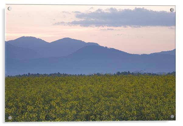 rapeseed field with Kamnik Alps in the background Acrylic by Ian Middleton