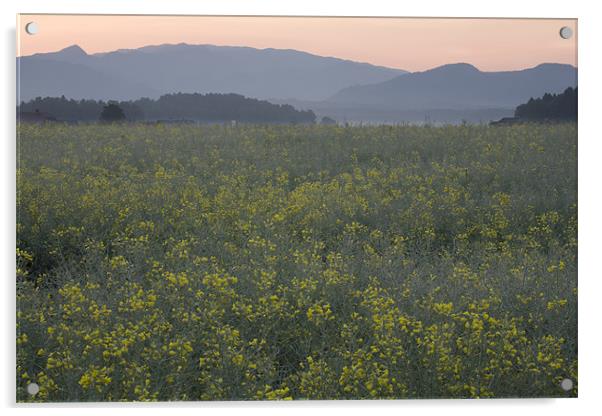 Rapeseed dawn Acrylic by Ian Middleton