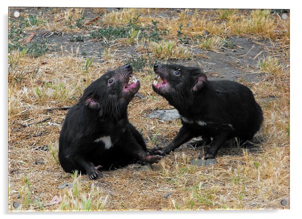 Tasmanian Devils Acrylic by Lenka Dunn