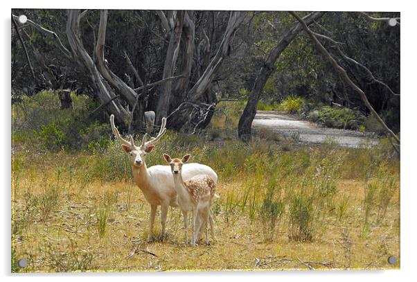 White deer pair Acrylic by Lenka Dunn