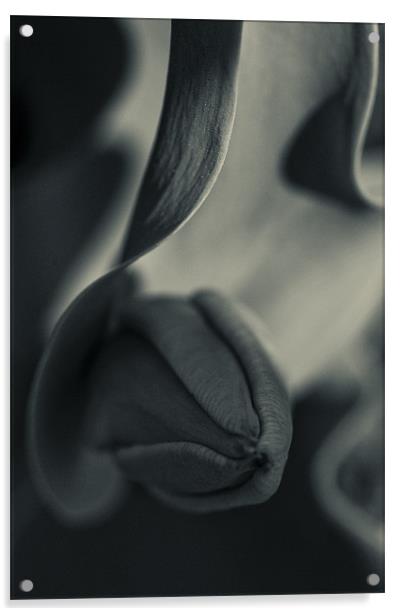 Tulip Acrylic by Jean-François Dupuis