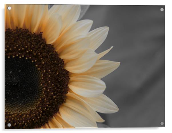 Sunflower Acrylic by Jean-François Dupuis