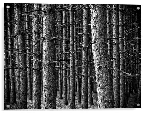 Forest Acrylic by Jean-François Dupuis