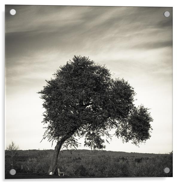 Tree Acrylic by Jean-François Dupuis
