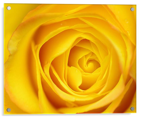 Yellow Rose Petals macro Acrylic by patrick dinneen