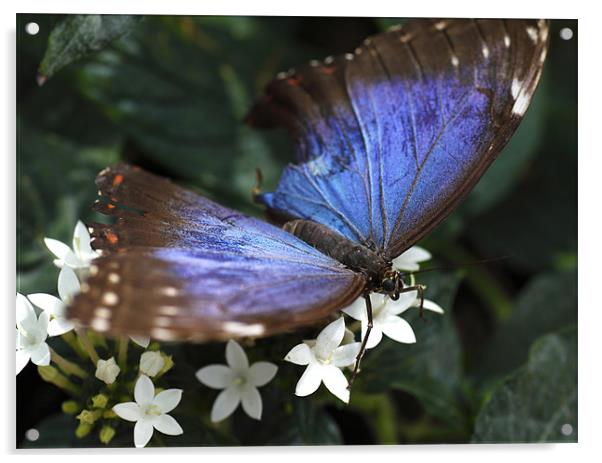 butterfly Acrylic by milena boeva