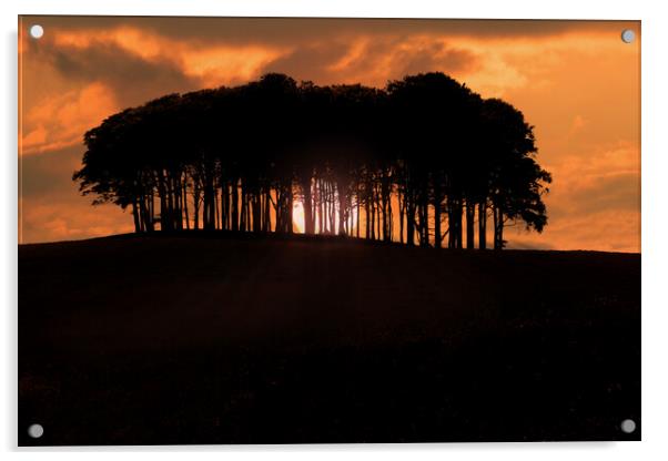 Coming Home Trees Nearly Home Trees Sunset Acrylic by Oxon Images