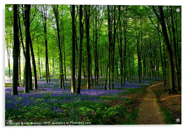 Bluebell wood and path Acrylic by Oxon Images