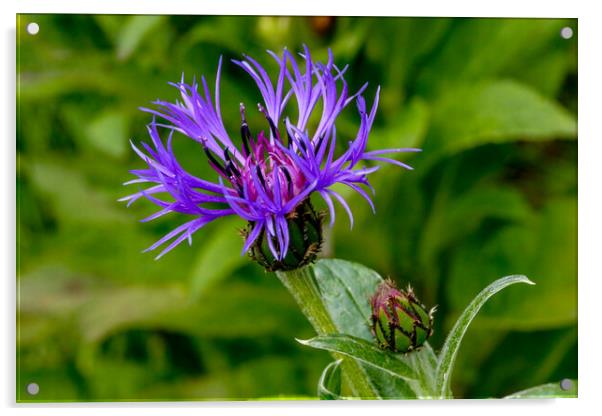Cornflower and bud Acrylic by Oxon Images