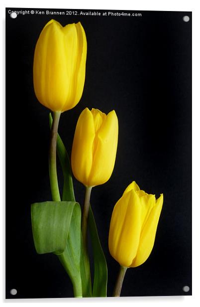 Three yellow Tulips Acrylic by Oxon Images