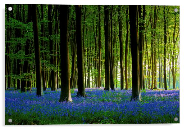 Bluebell Wood Acrylic by Oxon Images
