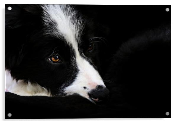 Border Collie puppy Acrylic by Oxon Images