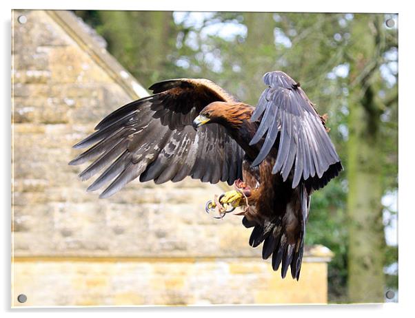 Golden eagle landing 2 Acrylic by Oxon Images