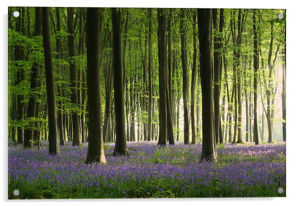 Bluebell wood in Micheldever Acrylic by Oxon Images