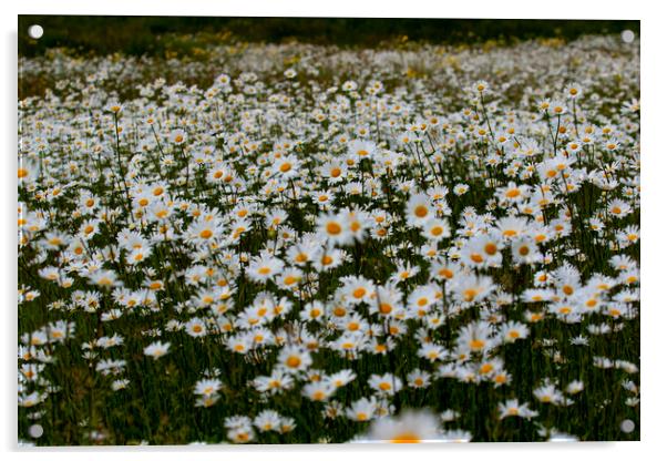 A Field of wild daisies Acrylic by Oxon Images