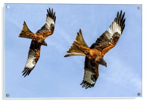 Red Kites Swooping In Oxfordshire Acrylic by Oxon Images