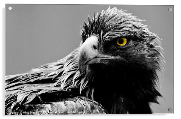 Eagle Eye Acrylic by Viraj Nagar