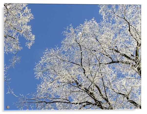 Frost Blossom Trees Acrylic by Ginny Gregg