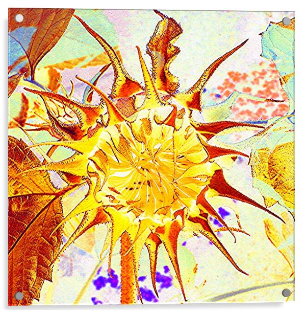 Sunflower art Acrylic by Heather Gale