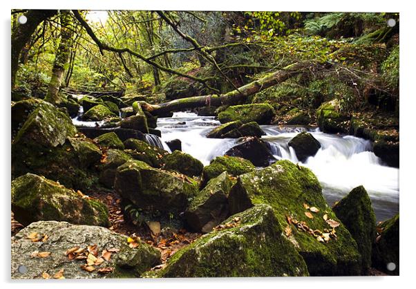 Golitha Falls Bodmin Moor III Acrylic by David Wilkins