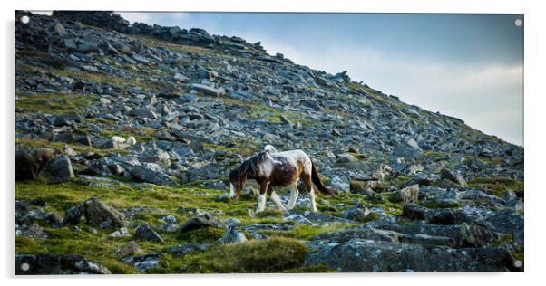 Pony on Bodmin Moor Acrylic by David Wilkins