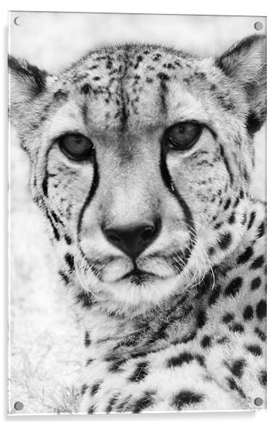 Cheetah Acrylic by Clare FitzGerald