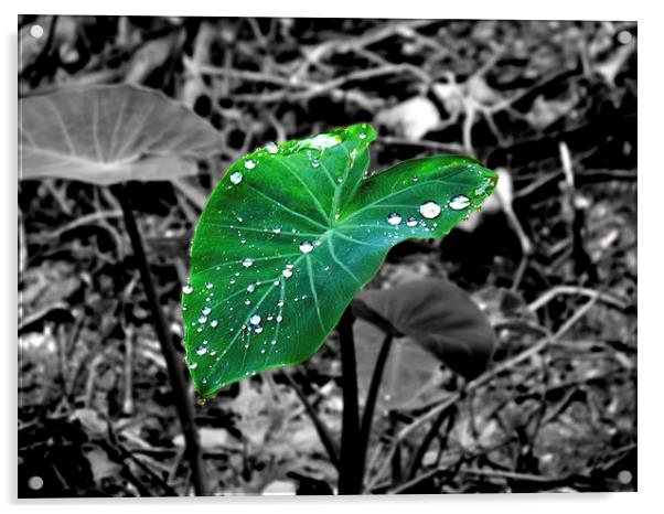 Leaf Acrylic by Ashley lakra