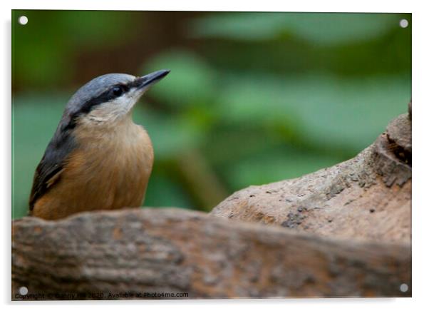 Nuthatch in woodland Acrylic by Danny Hill