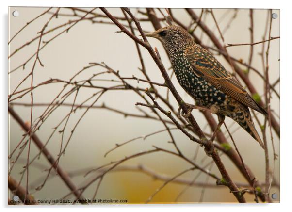 Winter Starling Acrylic by Danny Hill