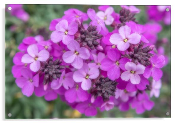 Small Purple Flowers Acrylic by David Hare