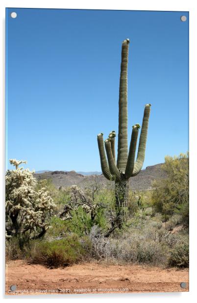 Saguaro Cactus Acrylic by David Hare