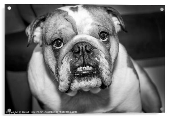 Bulldog Acrylic by David Hare