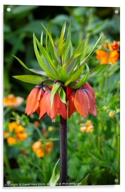  Fritillaria imperialis Acrylic by David Hare