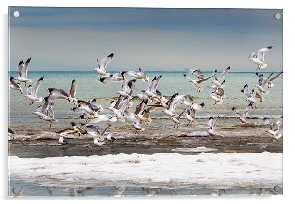 Gulls in Flight Acrylic by David Hare