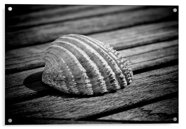 Half a sea shell on wood Acrylic by David Hare