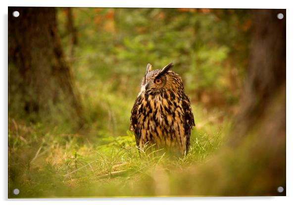 Eagle Owl Acrylic by David Hare