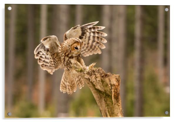 Tawny Owl Acrylic by David Hare