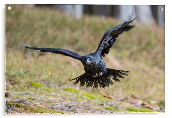 Raven Acrylic by David Hare