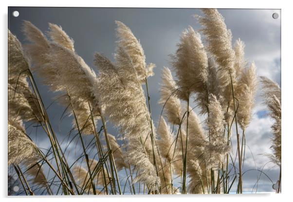 Pampas Grass Acrylic by David Hare