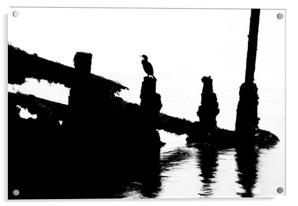 Cormorant Acrylic by David Hare